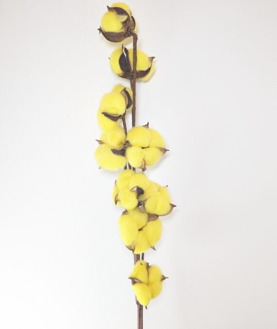 Cotton Branch, Yellow, 10 heads, per Stem