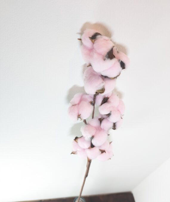 Cotton Branch, Pink, 10 heads, per Stem