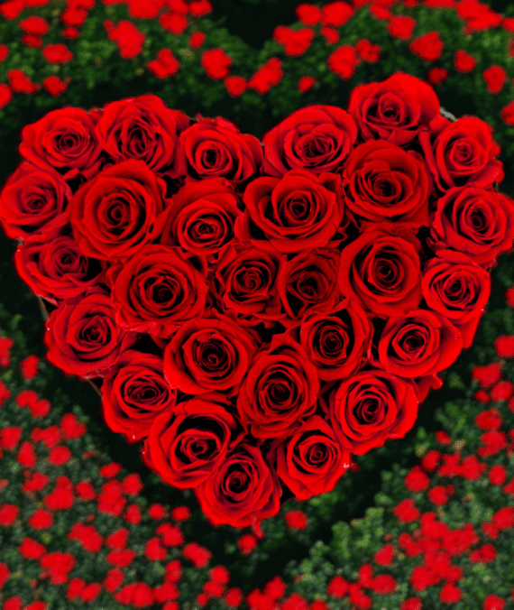 Heart of roses Sara – Eternity real preserved vibrant red roses